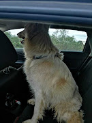 Happily seated after jumping into Xolisile Gwebityala's car, the dog has been reunited with its owners after spending a night at Gwebityala's house.