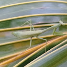 Mantis