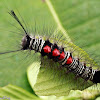 Tussock Moth