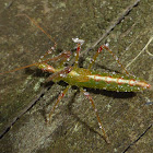 Assassin Bug Nymph