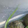 yellow-bellied slider