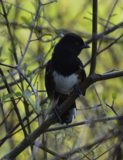 Spotted towhee