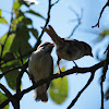 Eurasian tree sparrow