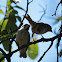 Eurasian tree sparrow