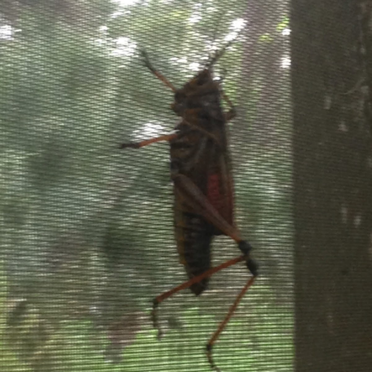 Eastern Lubber grasshopper