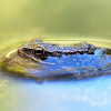 Rana patilarga (Iberian frog)