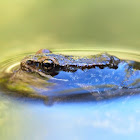 Rana patilarga (Iberian frog)