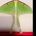 Luna moth