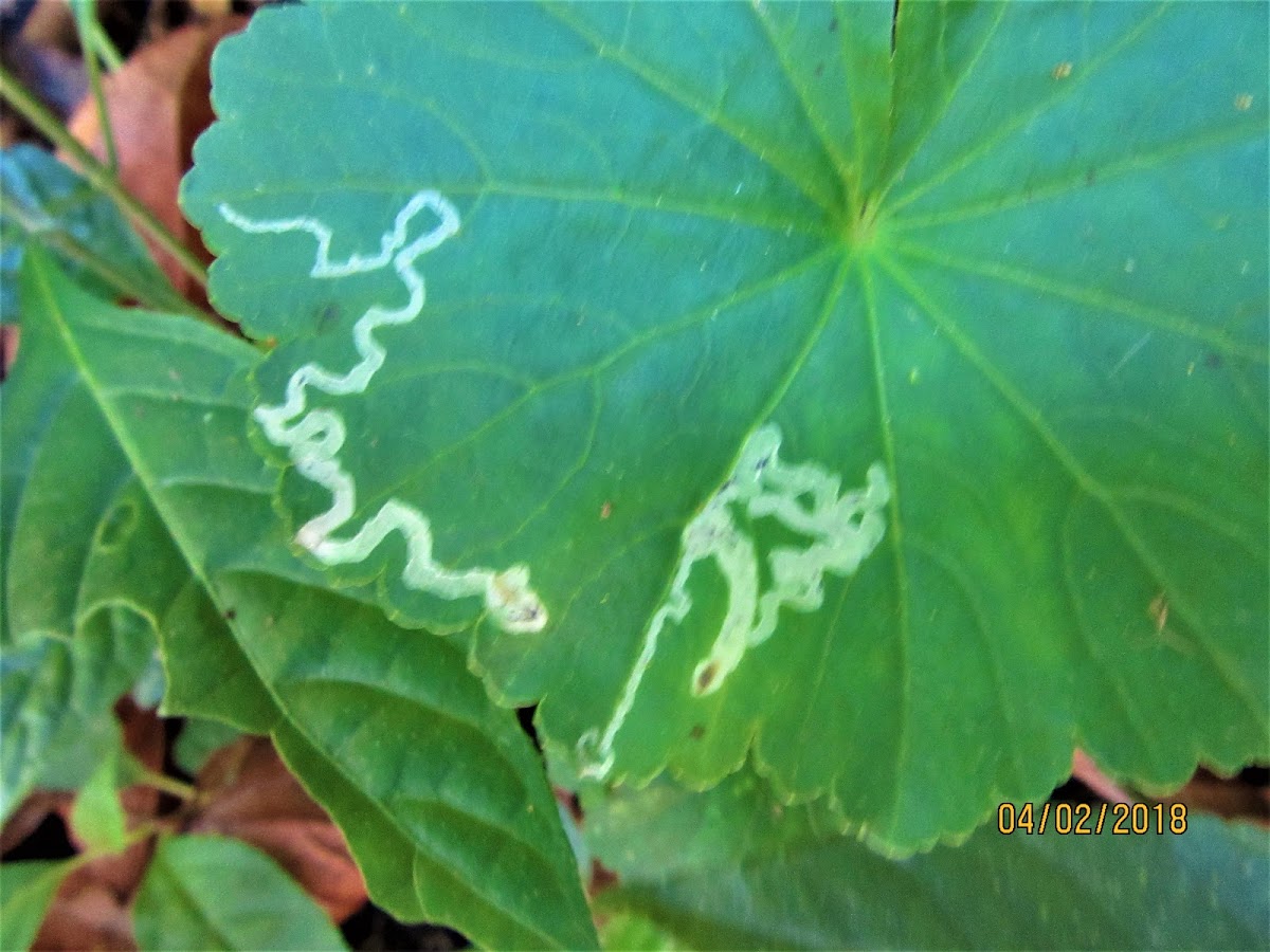 leaf  miner