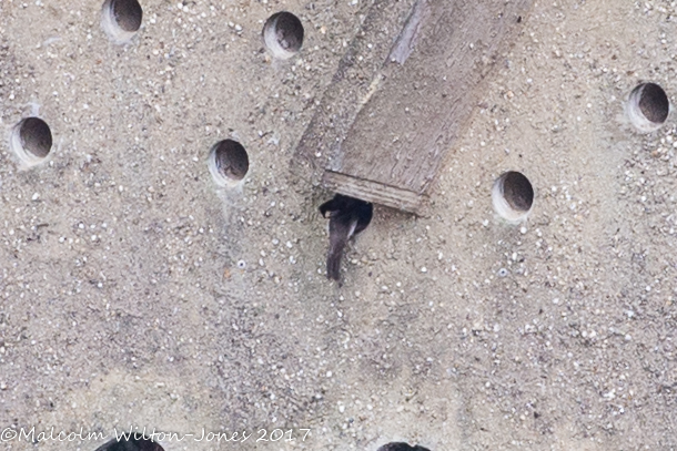 Sand Martin