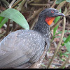 Dusky legged guan