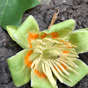 Tulip poplar