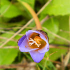 Sand crocus