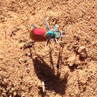 Festive Tiger Beetle