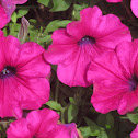 Petunias