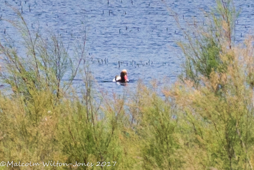 Red-crested Pochard; Pato Colorado