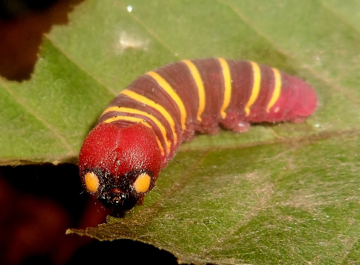 Guava Skipper