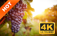 Grapes Pop Wallpaper HD Fruit New Tab Theme small promo image