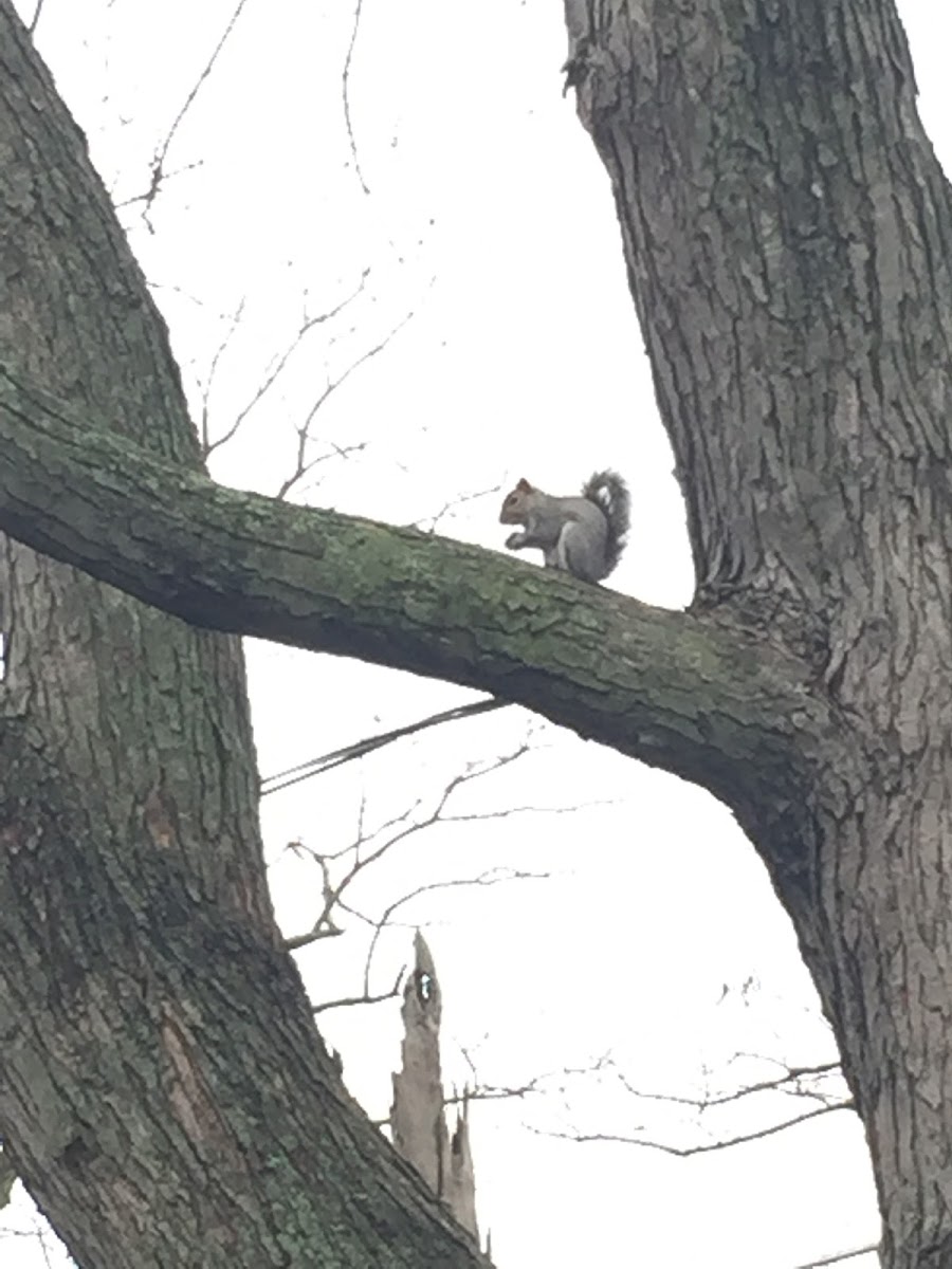 Gray Squirrel