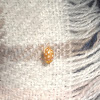 Orange ladybird