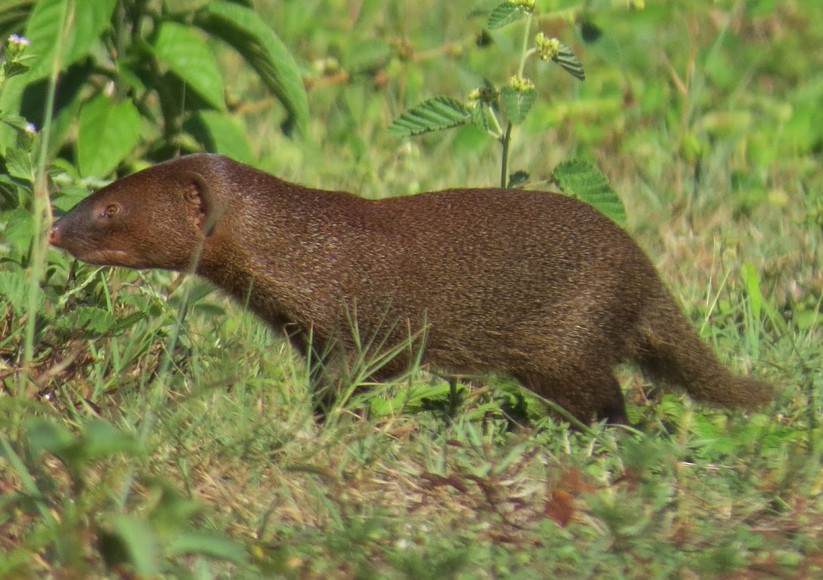 Java mongoose