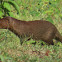 Java mongoose