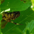 Angular Orbweaver