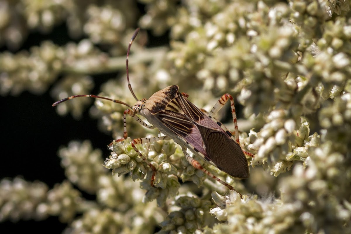 Spot-sided Coreid