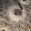 Ant lion pit