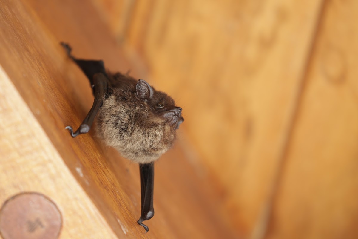 Bat