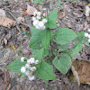 White Snakeroot