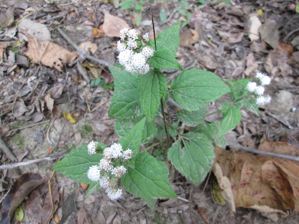 White Snakeroot