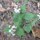 White Snakeroot