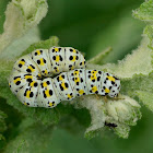 The Mullein caterpillar