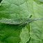 Long-headed Grasshopper