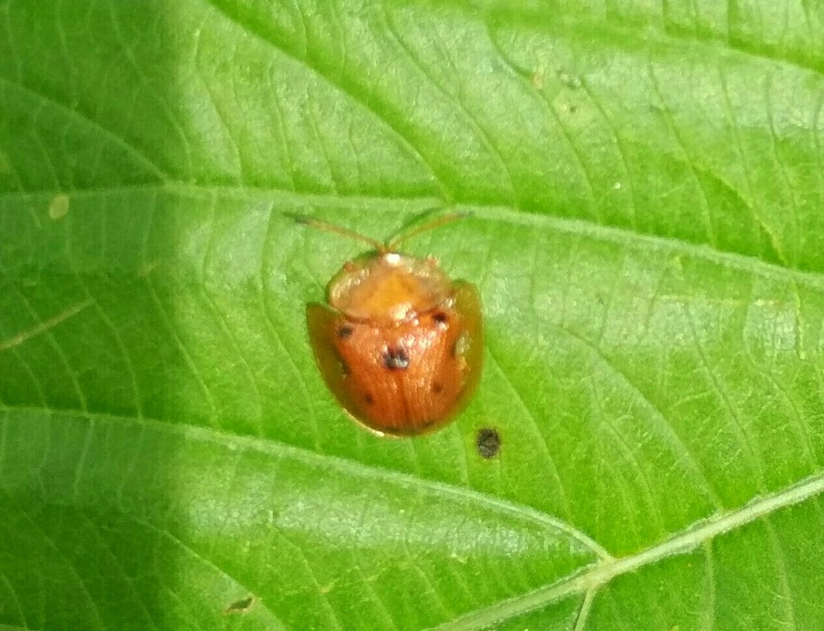 Tortoise Beetle