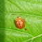 Tortoise Beetle