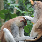 Patas monkey