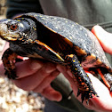 Spotted Turtle