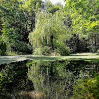 Riflessi del bosco