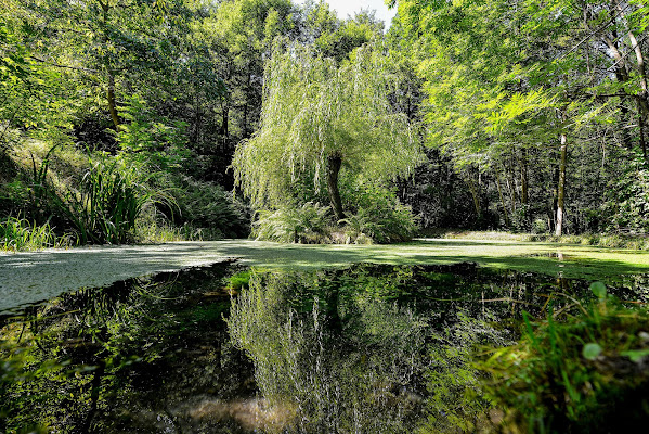 Riflessi del bosco