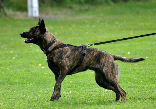 免費下載個人化APP|Dutch Shepherd Dog Wallpaper app開箱文|APP開箱王