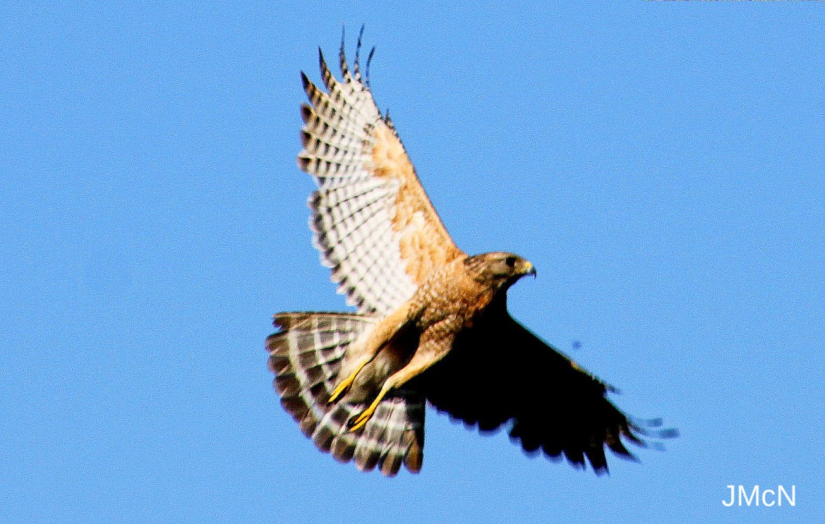 Red-shouldered Hawk