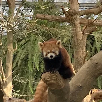 「もしも主(鎺大地)がヒロアカの世界に行ったらどうるんだい！！」のメインビジュアル