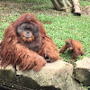 Orangutan