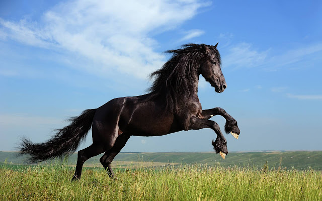 Horse Wallpapers