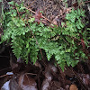 Bradley's spleenwort