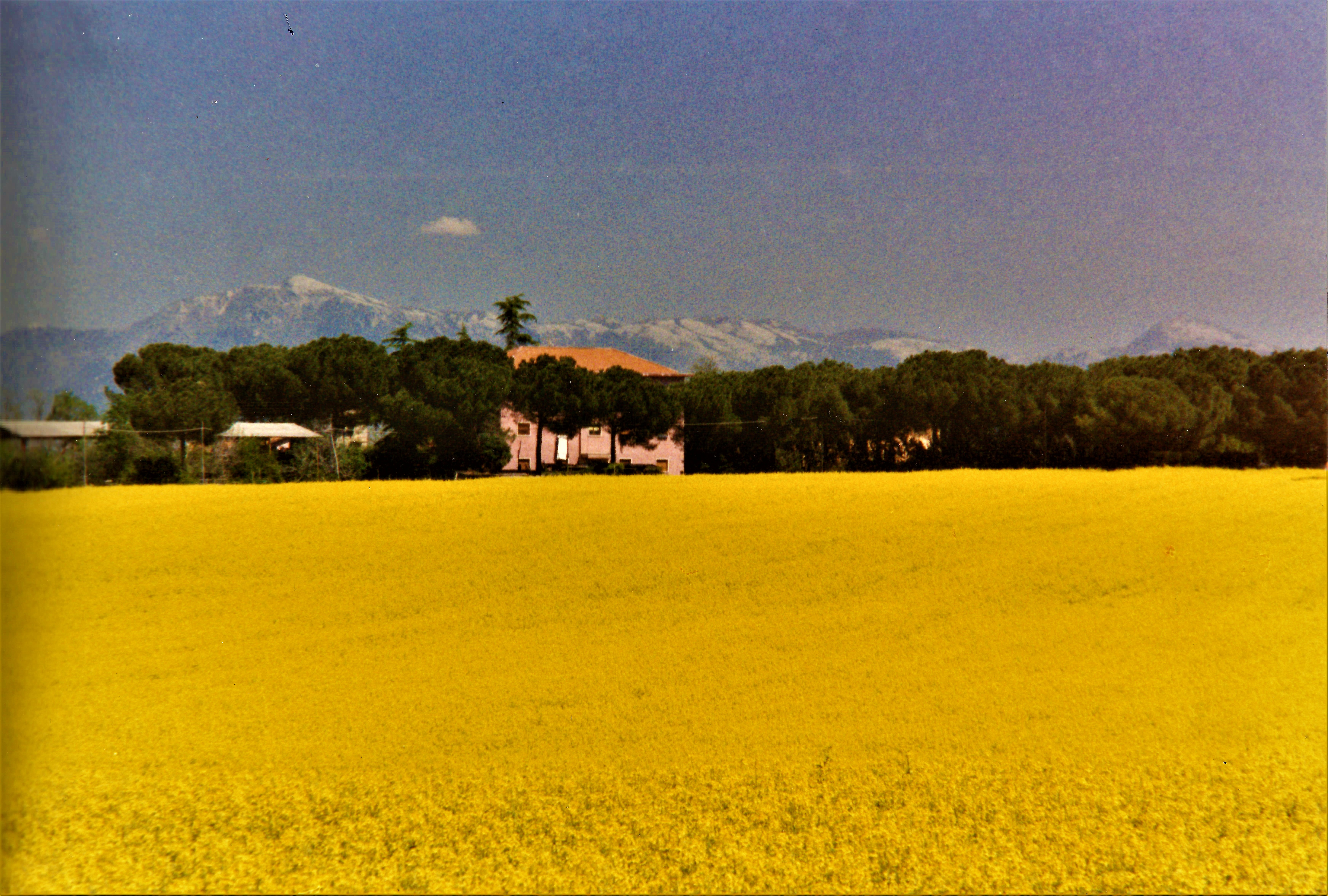 Giallo e blu a perdita d'occhio di RITROB