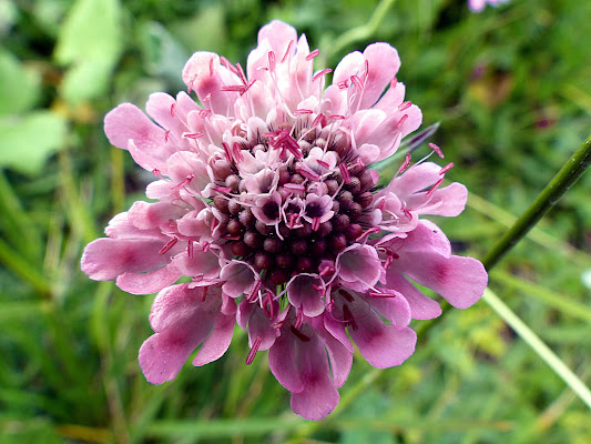 NUCLEO di Rosa