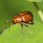 Leaf Beetle